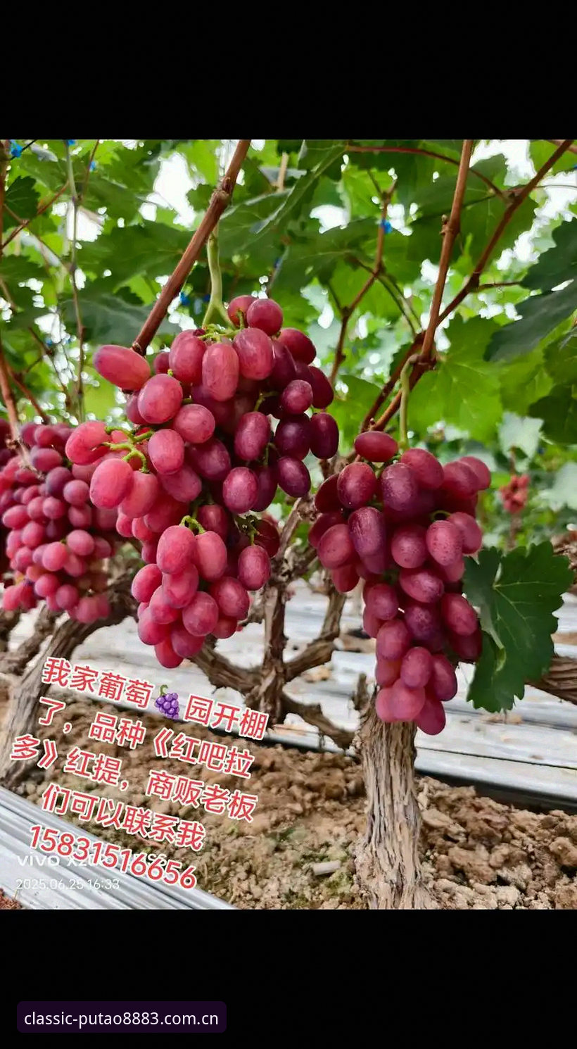 老板新葡萄正版特色常见问题 老板新葡萄正版特色常见问题详解:从下载到体验的完整指南