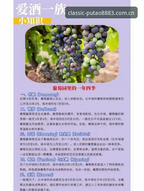 新葡萄8883特色详解：从下载到使用，老用户带你全面认识老板新葡萄安卓版